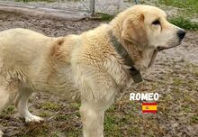ROMEO, Hund, Mastin Español in Spanien - Bild 1