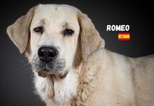 ROMEO, Hund, Mastin Español in Spanien - Bild 2
