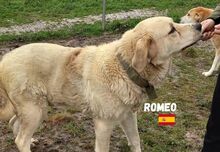 ROMEO, Hund, Mastin Español in Spanien - Bild 3