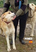 ROMEO, Hund, Mastin Español in Spanien - Bild 4