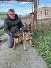 MASIK, Hund, Deutscher Schäferhund-Mix in Ungarn - Bild 1