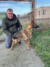 MASIK, Hund, Deutscher Schäferhund-Mix in Ungarn - Bild 2
