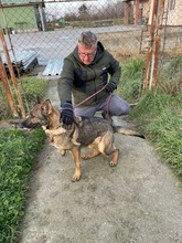 MASIK, Hund, Deutscher Schäferhund-Mix in Ungarn - Bild 3