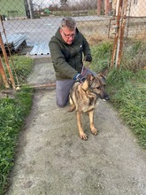 MASIK, Hund, Deutscher Schäferhund-Mix in Ungarn - Bild 4