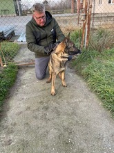 MASIK, Hund, Deutscher Schäferhund-Mix in Ungarn - Bild 5
