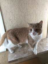FINDUS, Katze, Europäisch Kurzhaar in Großbettlingen - Bild 1
