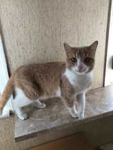 FINDUS, Katze, Europäisch Kurzhaar in Großbettlingen - Bild 2