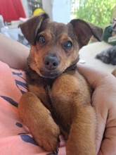 MANU, Hund, Mischlingshund in Ungarn - Bild 1