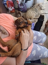 MANU, Hund, Mischlingshund in Ungarn - Bild 2