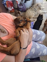 MANU, Hund, Mischlingshund in Ungarn - Bild 3