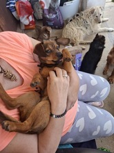 MANU, Hund, Mischlingshund in Ungarn - Bild 4