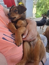 MANU, Hund, Mischlingshund in Ungarn - Bild 5