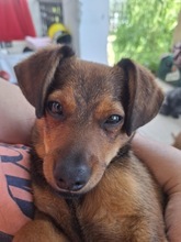 MANU, Hund, Mischlingshund in Ungarn - Bild 6