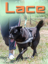 LACE, Hund, Mischlingshund in Portugal - Bild 3