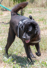 LACE, Hund, Mischlingshund in Portugal - Bild 5
