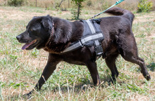 LACE, Hund, Mischlingshund in Portugal - Bild 6