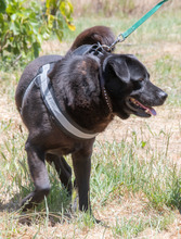LACE, Hund, Mischlingshund in Portugal - Bild 7