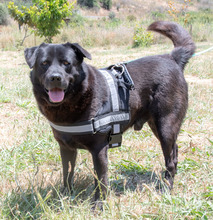 LACE, Hund, Mischlingshund in Portugal - Bild 8