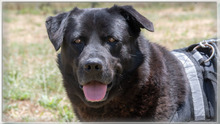 LACE, Hund, Mischlingshund in Portugal - Bild 9