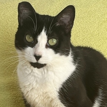 HEIDI, Katze, Europäisch Kurzhaar in Spanien - Bild 1