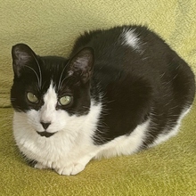 HEIDI, Katze, Europäisch Kurzhaar in Spanien - Bild 2