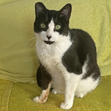 HEIDI, Katze, Europäisch Kurzhaar in Spanien - Bild 3