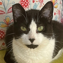 HEIDI, Katze, Europäisch Kurzhaar in Spanien - Bild 4