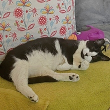 HEIDI, Katze, Europäisch Kurzhaar in Spanien - Bild 5
