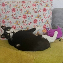 HEIDI, Katze, Europäisch Kurzhaar in Spanien - Bild 6