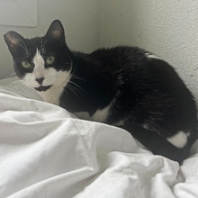 HEIDI, Katze, Europäisch Kurzhaar in Spanien - Bild 7
