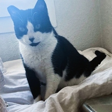 HEIDI, Katze, Europäisch Kurzhaar in Spanien - Bild 8