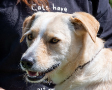 PETER, Hund, Mischlingshund in Portugal - Bild 1