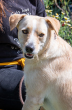 PETER, Hund, Mischlingshund in Portugal - Bild 3