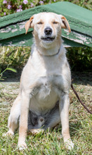 PETER, Hund, Mischlingshund in Portugal - Bild 4