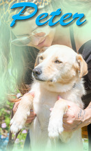 PETER, Hund, Mischlingshund in Portugal - Bild 6