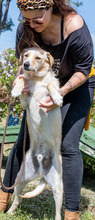 PETER, Hund, Mischlingshund in Portugal - Bild 7