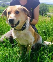 MACI, Hund, Mischlingshund in Slowakische Republik - Bild 2
