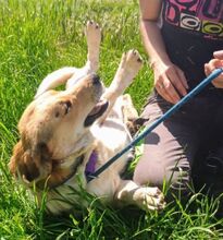 MACI, Hund, Mischlingshund in Slowakische Republik - Bild 3