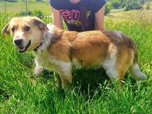 MACI, Hund, Mischlingshund in Slowakische Republik - Bild 4