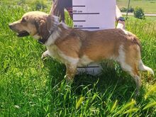 MACI, Hund, Mischlingshund in Slowakische Republik - Bild 5