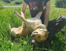 MACI, Hund, Mischlingshund in Slowakische Republik - Bild 6