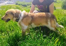 MACI, Hund, Mischlingshund in Slowakische Republik - Bild 7