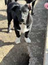 BUBI, Hund, Mischlingshund in Rumänien - Bild 1