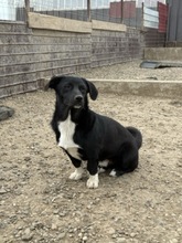 BUBI, Hund, Mischlingshund in Rumänien - Bild 2