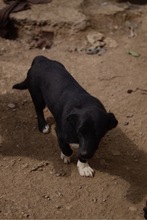 BUBI, Hund, Mischlingshund in Rumänien - Bild 3