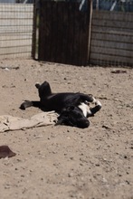 BUBI, Hund, Mischlingshund in Rumänien - Bild 4