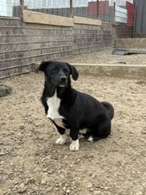 BUBI, Hund, Mischlingshund in Rumänien - Bild 5