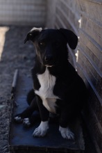 BUBI, Hund, Mischlingshund in Rumänien - Bild 6
