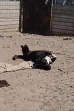 BUBI, Hund, Mischlingshund in Rumänien - Bild 7