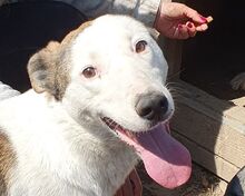 NACHO, Hund, Mischlingshund in Rumänien - Bild 1